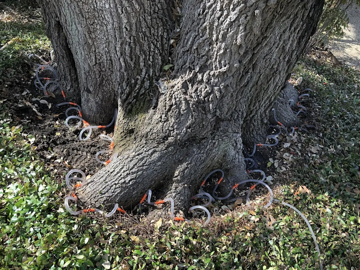 Detailed Tree Cabling and Bracing job site in Lakemont
