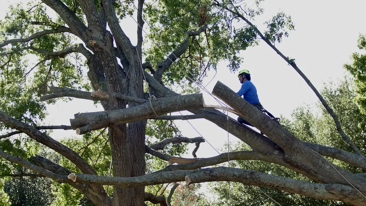 Professional Crown Thinning performed by certified arborists in Lakemont
