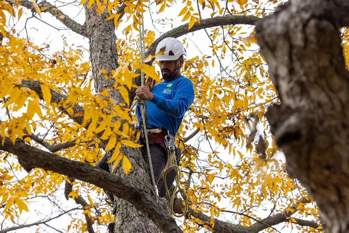 Skilled Tree Pruning crew working in Lakemont