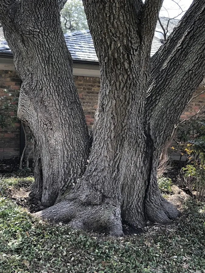 Mature heritage tree close to a Lakemont property cared for by certified arborists